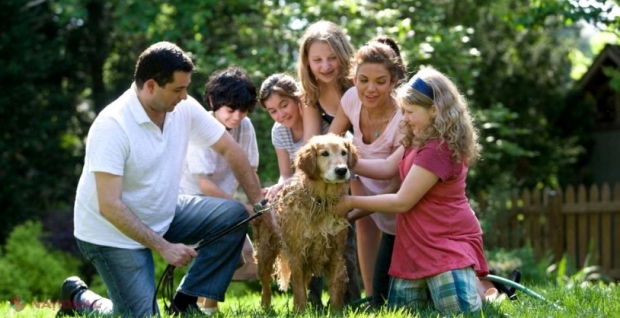 Care sunt cele mai bune rase de câini pentru copii și familie