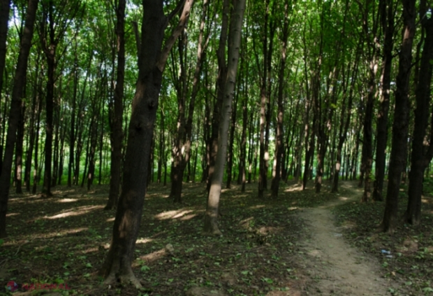 S-au dus la cules cireșe și s-au rătăcit într-o pădure de lângă Chișinău: Doi copii, întorși nevătămați acasă, după o misiune de căutare a Poliției