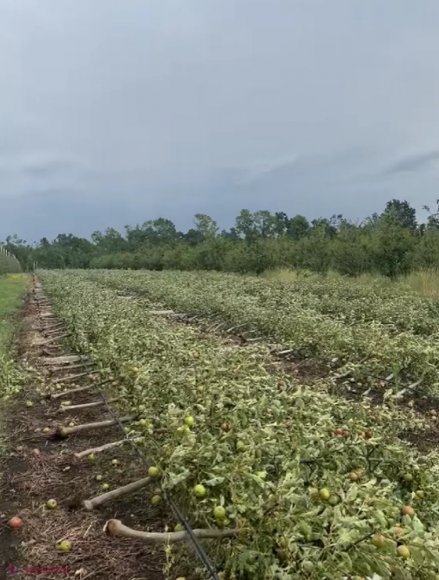 VIDEO // Imagini apocaliptice cu urmările furtunii de aseară care a distrus afacerea unui agricultor din nordul R. Moldova: Pomi încărcați cu rod și stâlpi de electricitate, puși la pământ. „Peste noapte, am rămas fără nimic”