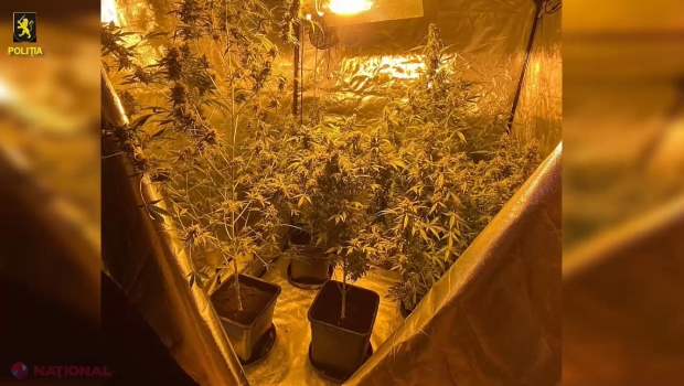 VIDEO // Un bărbat din Strășeni și-a amenajat în gospodărie un LABORATOR de cultivare și creștere a plantelor de marijuana. Polițiștii au ridicat din casa suspectului droguri în valoare de jumătate de MILION de lei