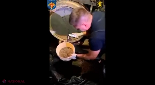 VIDEO // Captură de marijuana în valoare de 1,2 milioane de lei, la Cahul: Suspecții cumpărau semințele de canabis din străinătate, le plantau în sudul R. Moldova și vindeau mugurii dealerilor din Chișinău și din România   