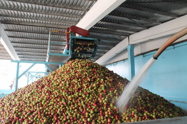 Agricultorii dau ALARMA! Vine criza merelor