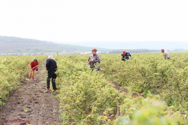 NOUTĂȚILE din regulamentul de subvenționare agricolă! Vor fi incluse fondurile ENPARD?