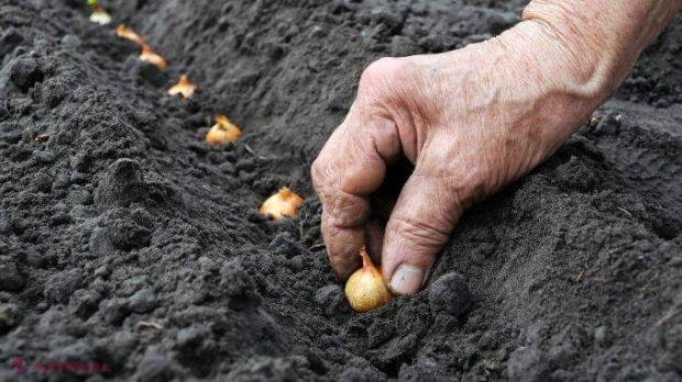 UTIL // CALENDAR pentru 2017: Când trebuie plantate legumele în grădină! 12 la număr - deja în FEBRUARIE