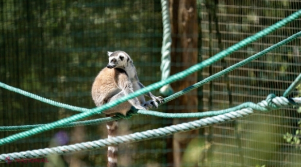 O grădina zoologică din SUA a început să vaccineze animalele împotriva COVID-19